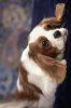 pet dog 1_098.JPG