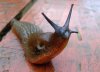 slug.jpg