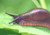 slug_4823.jpg
