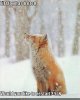 firefox has frozen.jpg