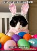 Easter Kitty.jpg