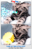 cat.png