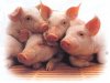 pig4cuddle.jpg