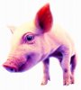 little_piggy.jpg