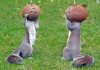 squirrel_nuts.jpg