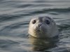 seal.jpg