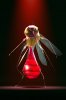 mosquito.jpg