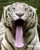 gene-simmons-tiger.jpg