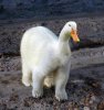 polarduck.jpg