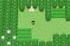 forest.jpg