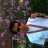 Alensin